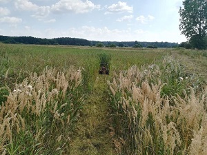 Dakr Panter FD-3 - koszenie grobli i dna stawów 